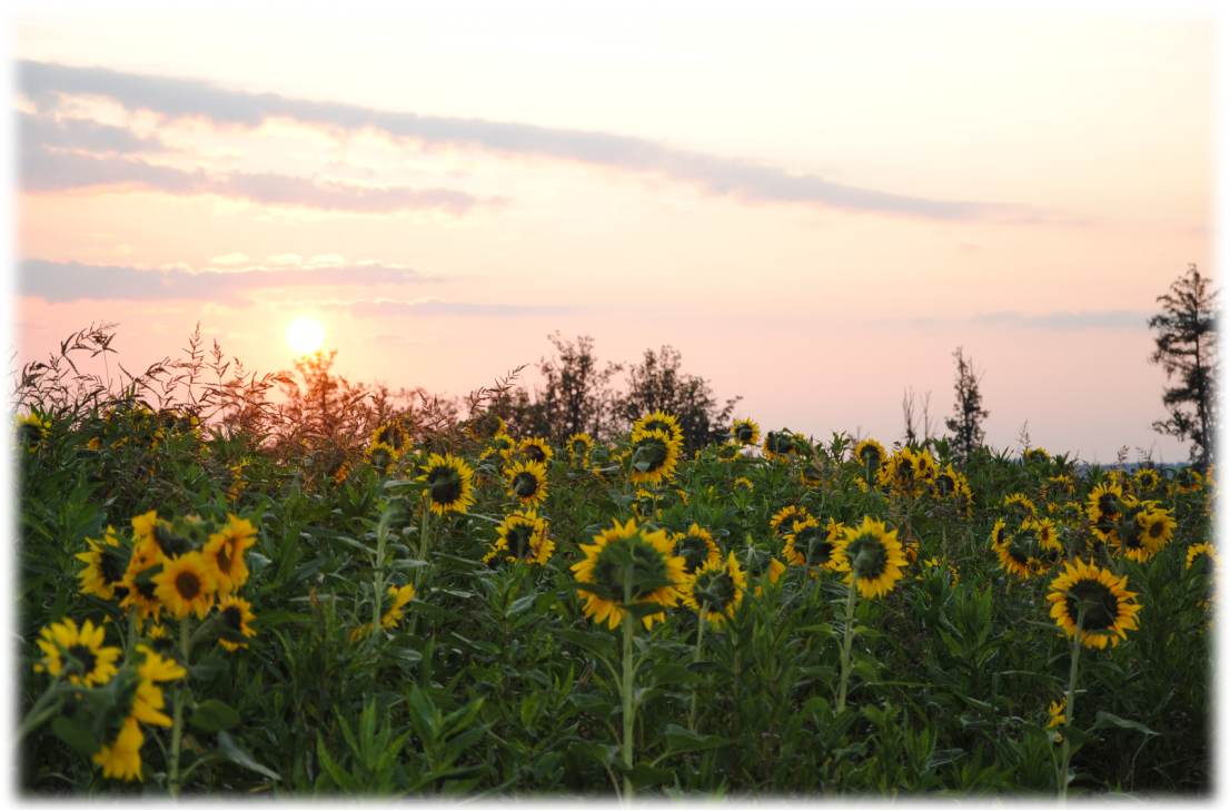 Gesunde Lebensgestaltung von Daniela Greiner zeigt ein Foto mit einer Sonnenblumenwiese und im Hintergrund geht die Sonne auf, der Himmel ist rötlich eingefärbt
